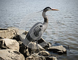 Blue Heron