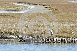 Blue Heron in Aransas Pass