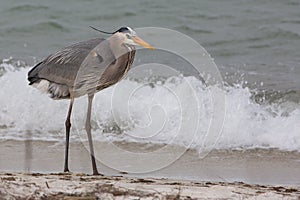 Blue Heron Ardea berodias