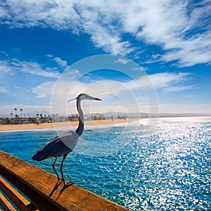 Blue Heron Ardea cinerea in Newport pier California