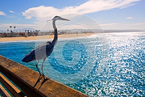 Blue Heron Ardea cinerea in Newport pier California photo