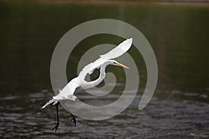 White Florida Heron flying through the air photo