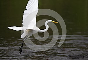 View of a great white heron taking off in a park in Florida