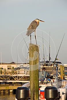 Blue Heron Atop Pole at Marina Portrait