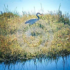 Blue heron  bird Bolsa Chica ecological Reserve photo