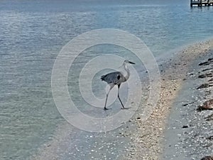 Blue Heron Bird at Park in Florida