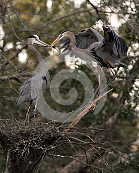 Blue Heron bird Stock Photos. Blue Heron birds on the nest with branches in their beaks with bokeh background.  Courtship