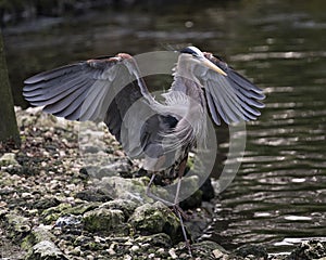 Blue Heron bird Stock Photos. Portrait. Picture. Image. Photo.  Spread wings