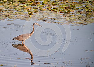 Blue Heron Bird Wades Through Clear Section of Pond Filled with Lilly Pads