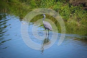 Blue Heron Bird Wades Through a Pond