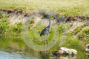 Blue Heron Bird Wades Through a Pond