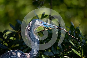 Blue Heron Building a Nest