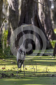 Blue Heron in Cajun Swamp & Lake Martin, near Breaux Bridge and