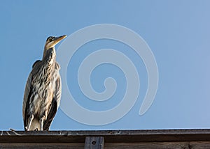 Great Blue Heron Bird Close Up perched at the Pier with Copy Space