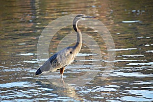 Blue Heron at Coyote Beach in Baja California del Sur, Mexico photo