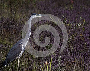 Blue Heron At Cranberry Marsh