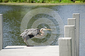 Blue Heron on Dock
