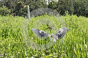 A Blue Heron Eating a Fish