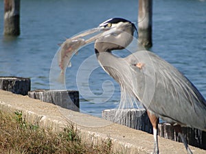 Blue Heron Eating Shrimp for Dinner