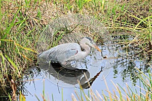 Blue Heron in the Everglades National Park.