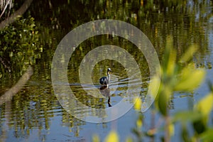 Blue Heron in Everglades walking through wetland