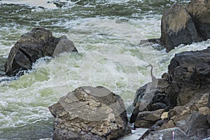 Blue Heron of the Falls