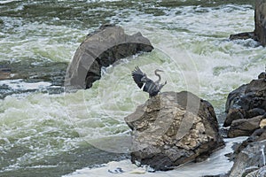 Blue Heron of the Falls