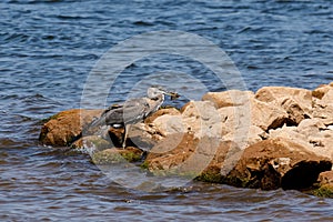 Blue Heron with Fish