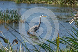 A Blue Heron Fishes in the Viera Wetlands photo