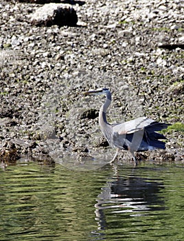 Blue Heron fishing along Ladysmith BC Shore