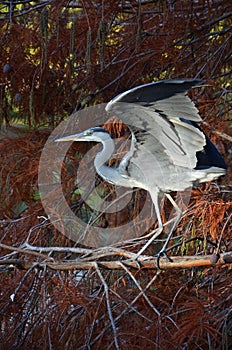 Blue heron flapping wings