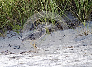 Blue Heron fledgling