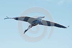 Blue Heron in Flight