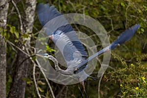 Blue Heron in flight i in Cajun Swamp & Lake Martin, near Breau