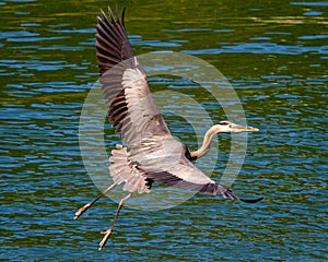 Blue Heron in Flight over Green Lake