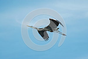 Blue Heron Flying