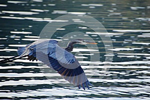 Blue Heron Flying in Baja California del Sur, Mexico photo