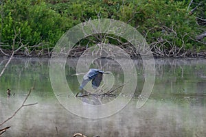 Blue Heron flying over early morning mist rising from lake