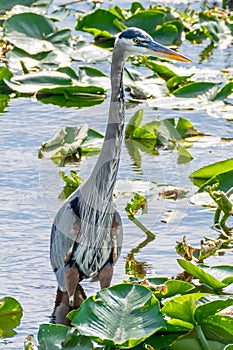 Blue Heron frontal view, vertical