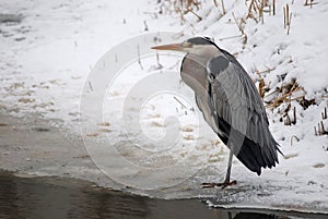 Blue heron on a frozen pond, The Netherlands