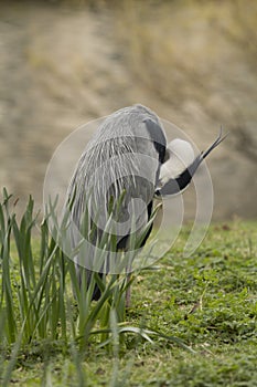 Blue Heron grooming