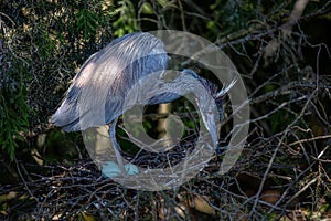 A blue heron guards its nest with three eggs