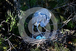 A blue heron guards its nest with three eggs