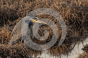 Blue Heron Hunting