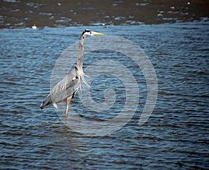 Blue heron hunting at Birch Bay park