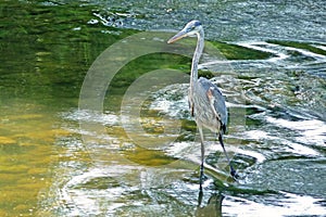 Blue heron hunting in river currents