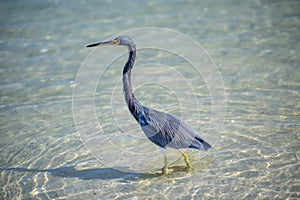 A blue heron hunting in the sea