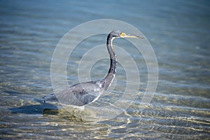 A blue heron hunting in the sea