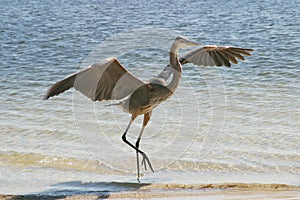 Blue Heron Landing