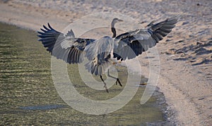 Blue Heron Landing at Coyote Beach in Baja California del Sur, Mexico photo